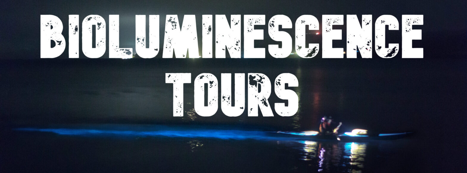 bioluminescent tour
