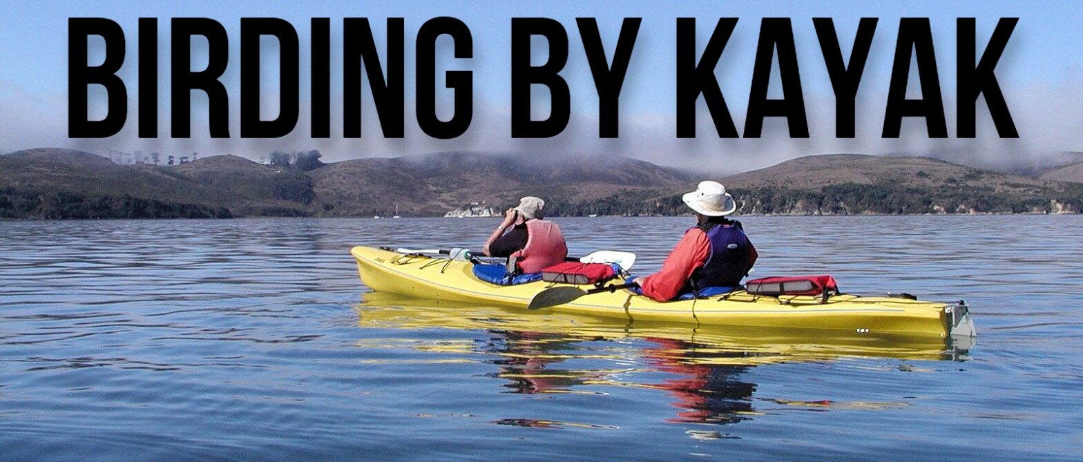 Kayaking And Birdwatching  